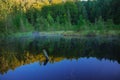 Morning misty forest lake environmental scenic view with silent water smooth surface and stick from deepness, spring early season