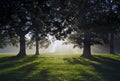 Morning Misty Sun Rays through Oak Trees Royalty Free Stock Photo