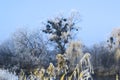 Morning misty winter frosty landscape in nature. Royalty Free Stock Photo