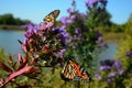 Morning Monarch Butterfly Presence