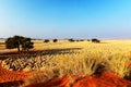 Morning mood in the Namib Naukluft National Park, Namibia Royalty Free Stock Photo