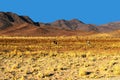 Morning mood in the Namib Naukluft National Park, Namibia Royalty Free Stock Photo