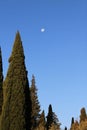 Morning moon in the blue sky against the background of high cypresses Royalty Free Stock Photo
