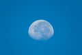 The morning moon in the clear blue sky Royalty Free Stock Photo