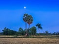 Morning moon in the rice field after harvested Royalty Free Stock Photo