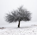 Lonely tree in fresh snow early winter Royalty Free Stock Photo