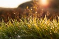 Morning nature. Green grass covered with dew against the background of the rising sun. Royalty Free Stock Photo