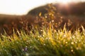 Morning nature. Green grass covered with dew against the background of the rising sun. Royalty Free Stock Photo