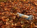 Morning newspaper in autumn leaves.