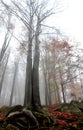 Morning in the October beech forest under the fog in the mountains. trees are wet trunks. yellow leaves on some trees hold for a l Royalty Free Stock Photo