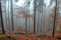 Morning in the October beech forest under the fog in the mountains. trees are wet trunks. yellow leaves on some trees hold for a l Royalty Free Stock Photo