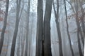 Morning in the October beech forest under the fog in the mountains. trees are wet trunks. yellow leaves on some trees hold for a l Royalty Free Stock Photo