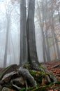 Morning in the October beech forest under the fog in the mountains. trees are wet trunks. yellow leaves on some trees hold for a l Royalty Free Stock Photo