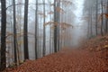 Morning in the October beech forest under the fog in the mountains. trees are wet trunks. yellow leaves on some trees hold for a l Royalty Free Stock Photo