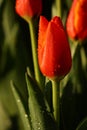 Morning orange tulip