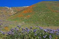 Morning in the painted hills, California Royalty Free Stock Photo