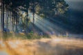 In the morning, Pang Ung Forestry Plantations, Maehongson.