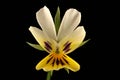 Morning Pansy Viola matutina. Flower Closeup