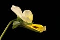 Morning Pansy (Viola matutina). Flower Closeup