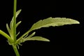 Morning Pansy (Viola matutina). Stem and Leaves Closeup