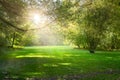 Morning in the park. Landscape width green trees and grass in sunlight.