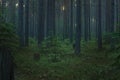 Morning pine forest with fog in the morning before dawn Royalty Free Stock Photo
