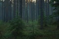 Morning pine forest with fog at dusk Royalty Free Stock Photo