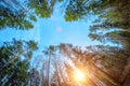 Morning in the pine forest light from the sun above the blue sky. Royalty Free Stock Photo