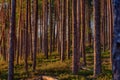 Morning pine forest Royalty Free Stock Photo
