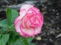 Morning Pink Edge White Rose