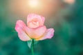 Morning pink rose flower, closeup beautiful softly