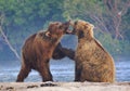 Brown bear cubs playing on a beautiful morning