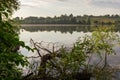 Morning pond in calm weather with fallen tree in water Royalty Free Stock Photo