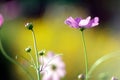 Morning purple cosmos flower in the garden