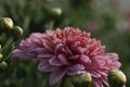 Morning purple flowers