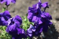 Morning Purple petunia flower in the garden