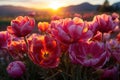 Morning radiance sunlit tulips nature, sunrise and sunset wallpaper