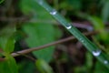 Morning Rain drops sphere on green leaf in forest over blur background Royalty Free Stock Photo