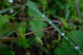 Morning Rain drops sphere on green leaf in forest over blur background Royalty Free Stock Photo