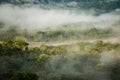 The Morning rain forest in Amazonic jungle, Ecuador