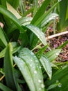 Morning rain on iris leaves Royalty Free Stock Photo