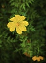 Morning raindrop on a yellow flower