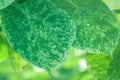 Macro shot of green leaf textured wallpaper