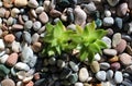 Morning ray of sun illuminates two young strong plants, sprouted over pebble stones Royalty Free Stock Photo