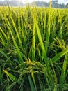 Morning rice field