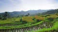 morning in the rice fields in tasikmalaya