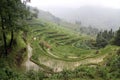 Morning and rice terraces