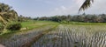 Morning at ricefield