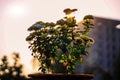 Morning rising Sun behind the flowering Plant