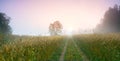 Morning road among fields with ears of rye towards the sun horizontal background